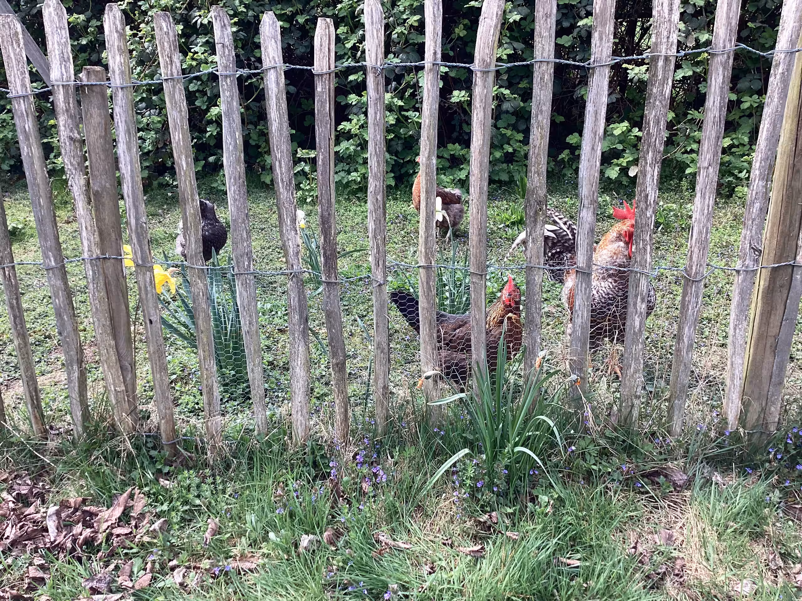 Mehrere Hühner scharren in einem Garten hinter einem hölzernen Lattenzaun.